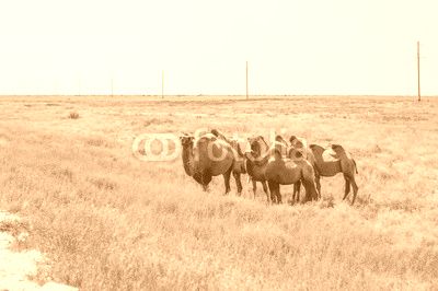 Camels in Kazakhstan steppe 