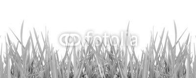 Grass in high definition isolated on a white background