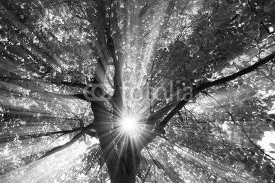 Sonne strahlt explosiv durch den Baum
