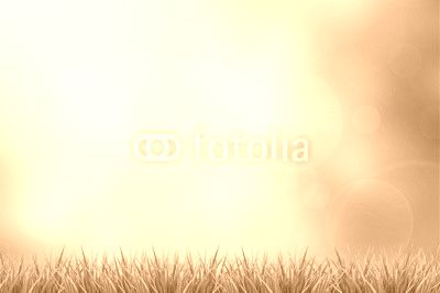 Grass and green nature blurred background