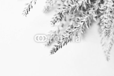 Lavender branch on a white background