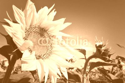 Sunflower and blue sky