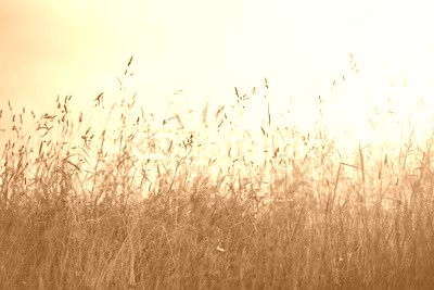 Vintage summer meadow