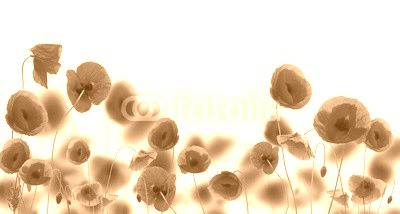 Poppy flowers isolated on white background