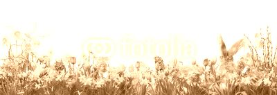Ostern - Panorama - Wiese mit Blumen und Osterhase