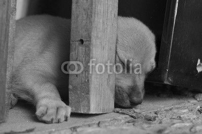 Puppie sleeping
