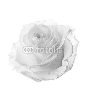 Bud of a white rose. isolated