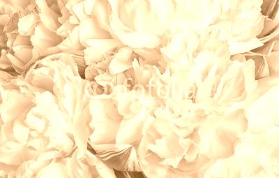 Blooming peonies