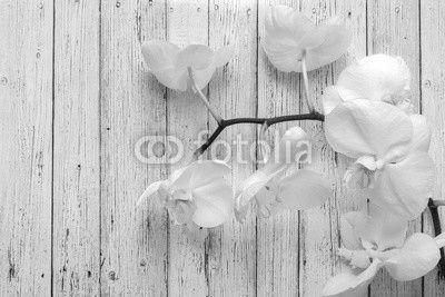 Flowers of white orchids