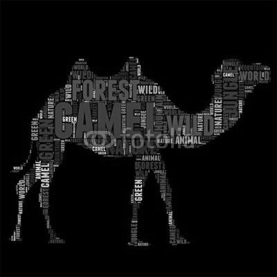 camel Typography word cloud colorful Vector illustration