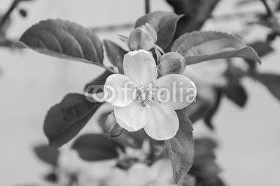 fiore e boccioli di melo