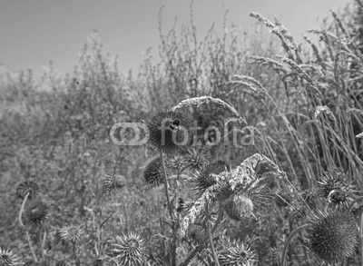 Flowers of a thistle in a field in summer