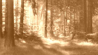 Natural Forest of Spruce Trees, Sunbeams through Fog create mystic Atmosphere