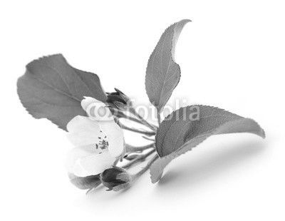 Apple flowers with leaves.