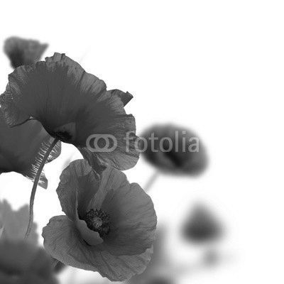 poppy flowers