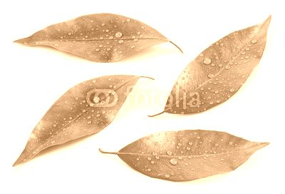 Citrus leaves with drops isolated on a white background. Collection. Full depth of field.