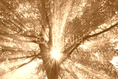 Sonne strahlt explosiv durch den Baum
