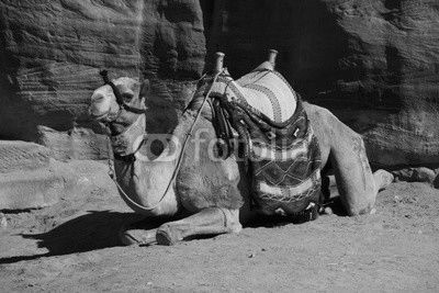 A camel surrounded by the red rocks of Petra, Jordan.