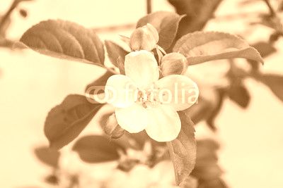 fiore e boccioli di melo