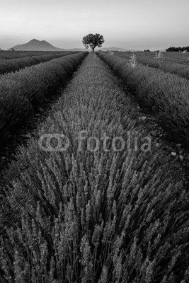 Tree in lavender field at sunset in Provence, France