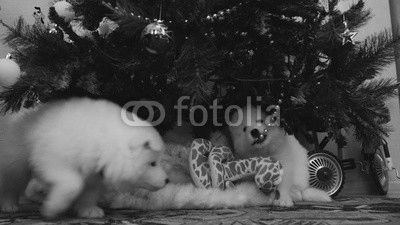 Two puppy gnaw Christmas toy