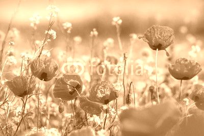poppy field