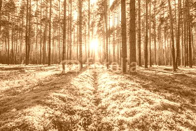 Sunrise in pine forest