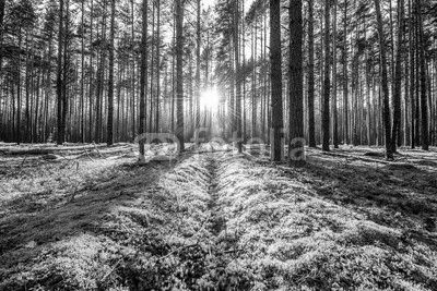 Sunrise in pine forest