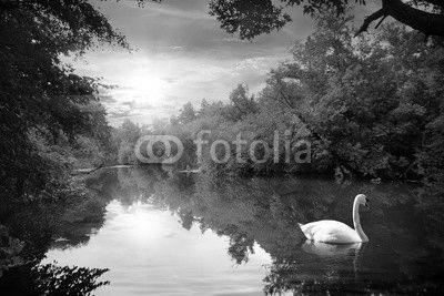 Swan in the autmn