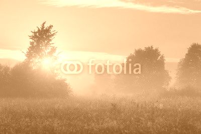 Spring misty morning in meadow