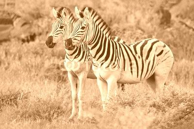 Two plains (Burchells) zebras (Equus burchelli) in natural habitat, South Africa.