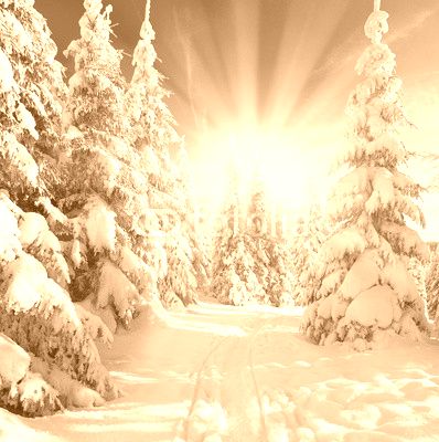 sonniger Winterwald