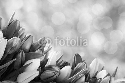 tulip background