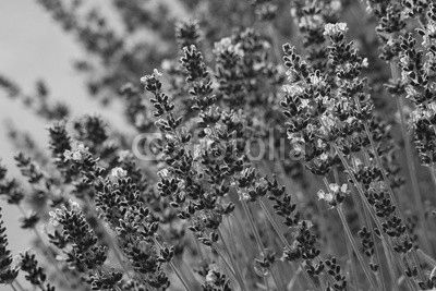 lavender flowers