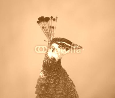 The peacock, close-up of the head