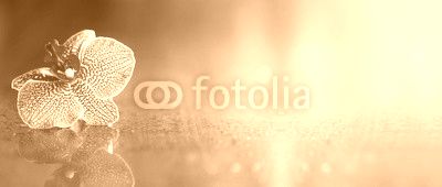 Beautiful pink orchid flower banner with copy space