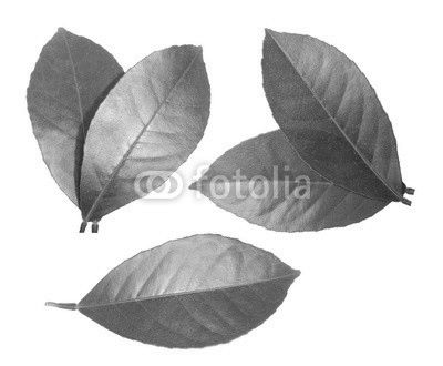 Lemon leaf isolated on white background