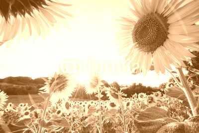 yellow sunflowers close-up in a sunny day