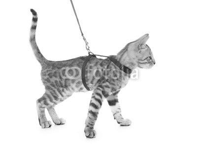 silver bengal kitten and harness