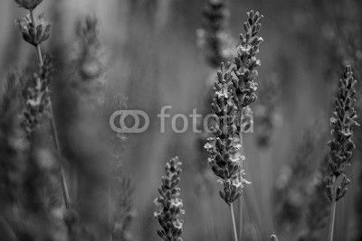 Beautiful Lavender blooming in early summer