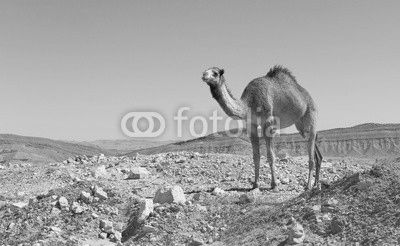 camel in the Negev desert