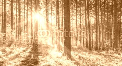 Wald im Sonnenschein