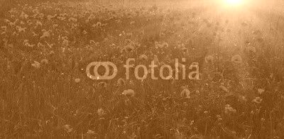 wild flower poppy at sunset