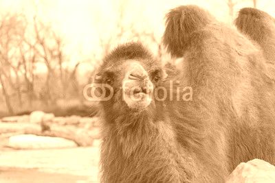 camel