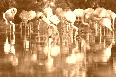  flamingos standing in water of pond