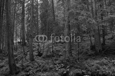 Trees in forest