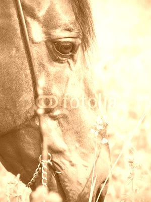 portrait of grazing bay horse. close up