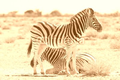 Zebras in desert, Namibia Africa