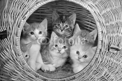 Six in a basket
