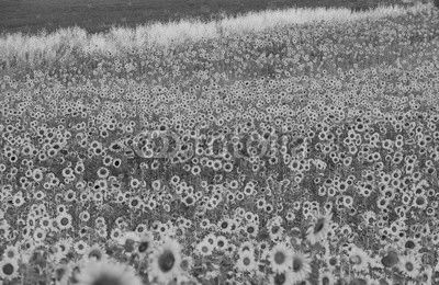 Sunflower and lavender